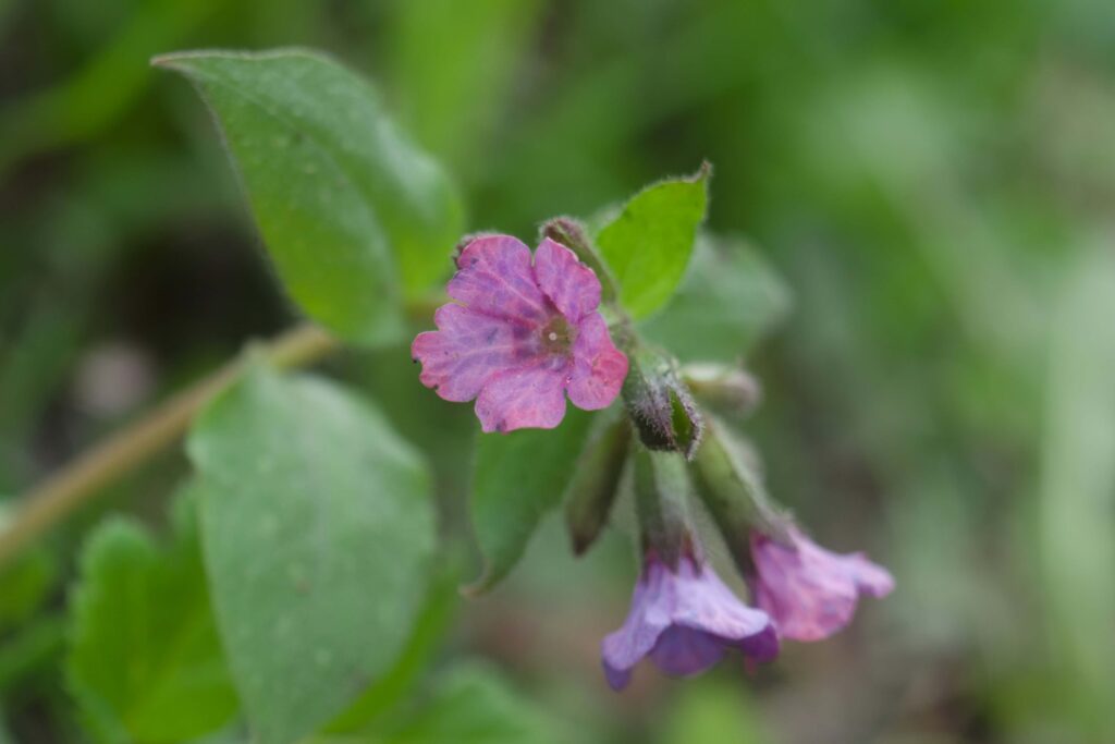 Lungwort