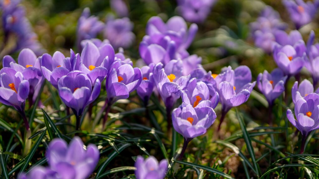 Crocus
