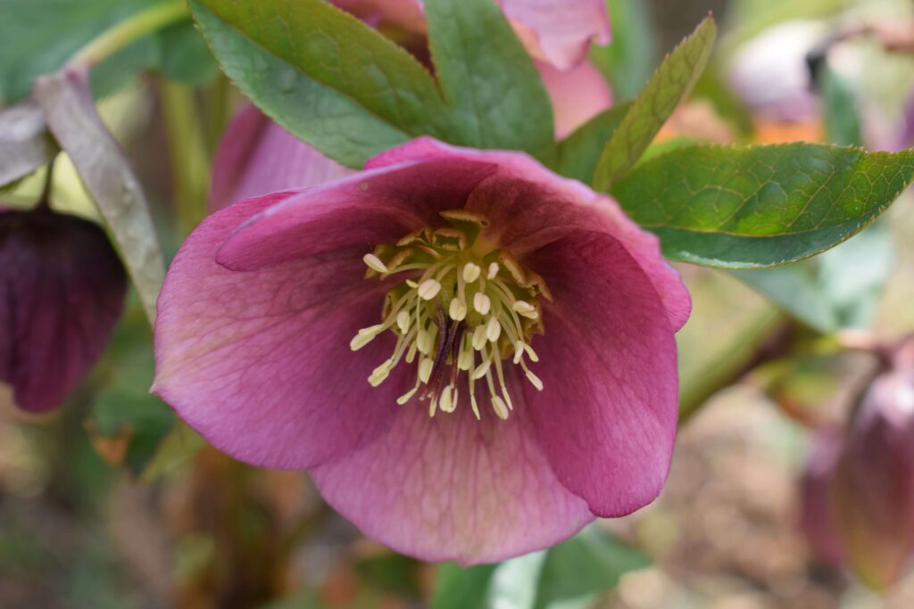 Hellebores