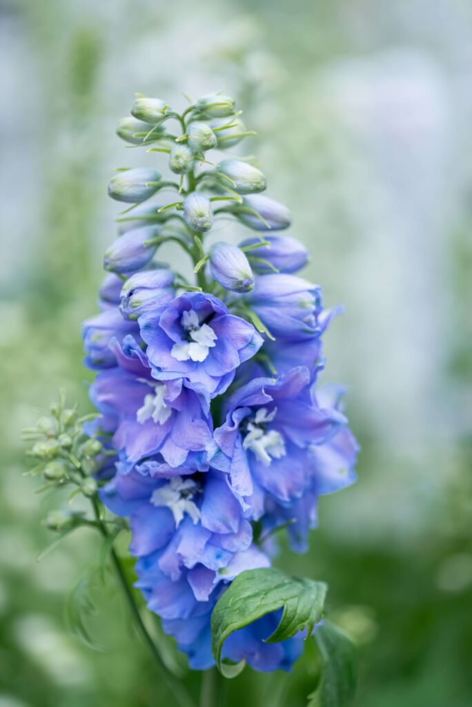 Hyacinths