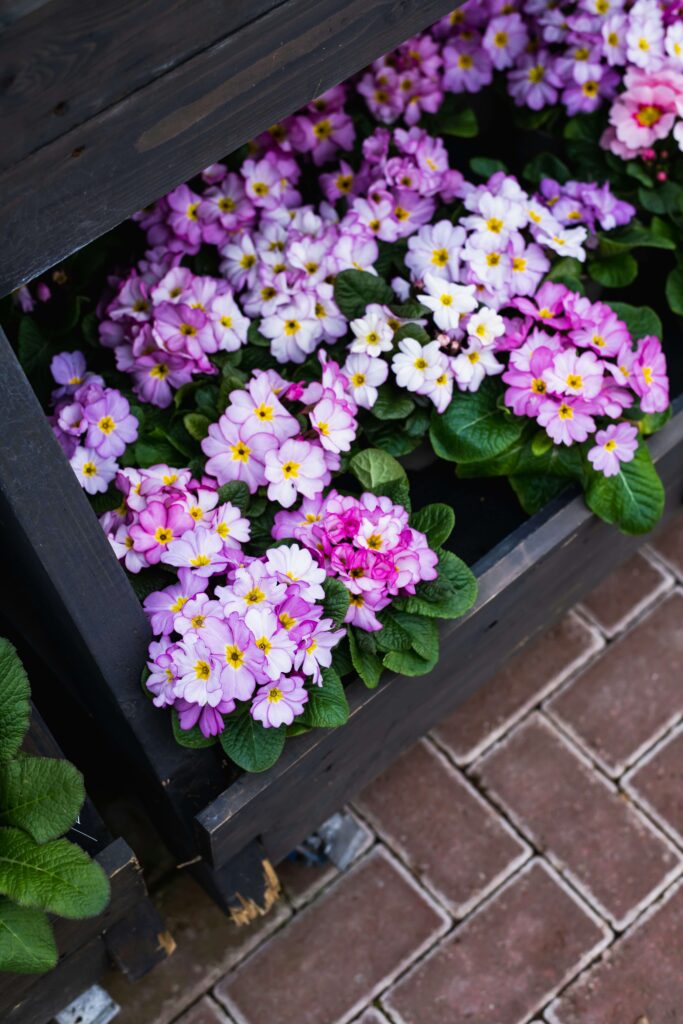 Violas