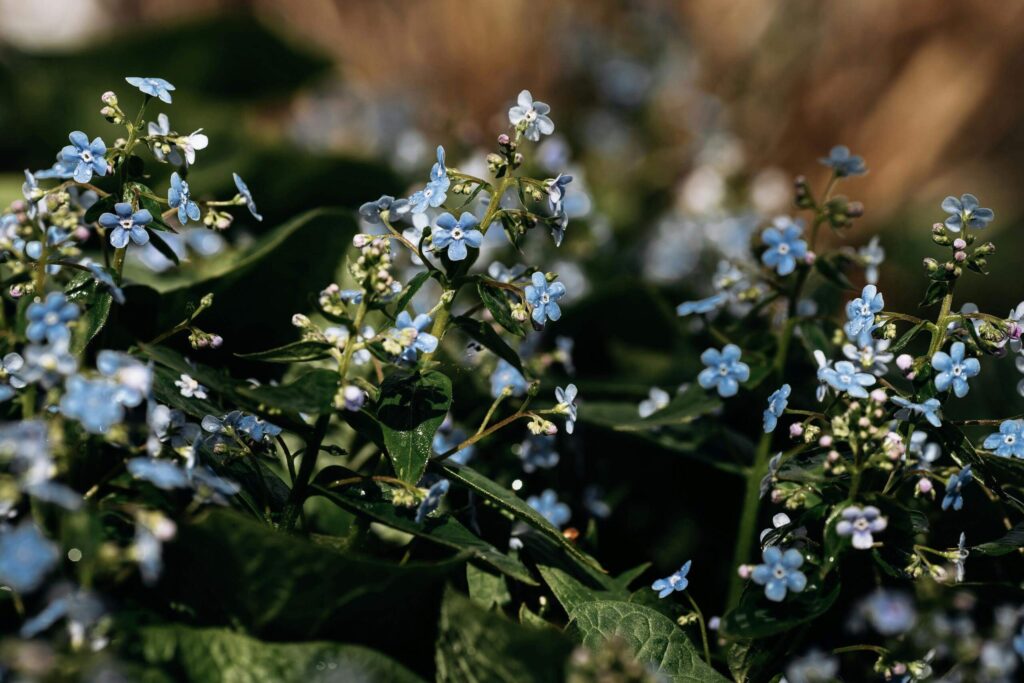 Brunnera