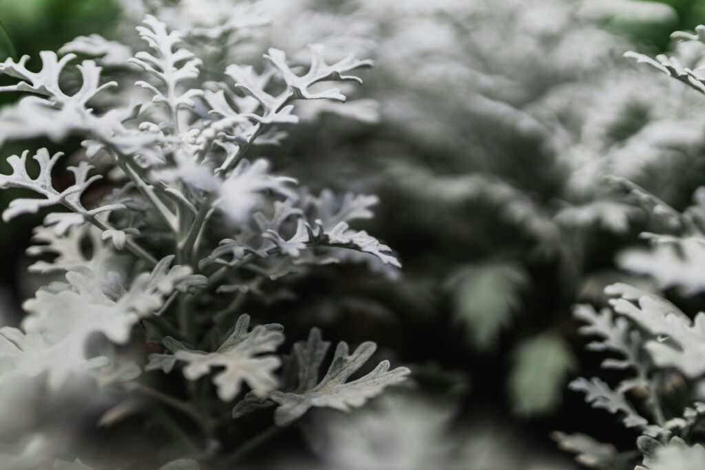 dusty miller plant on new england porch