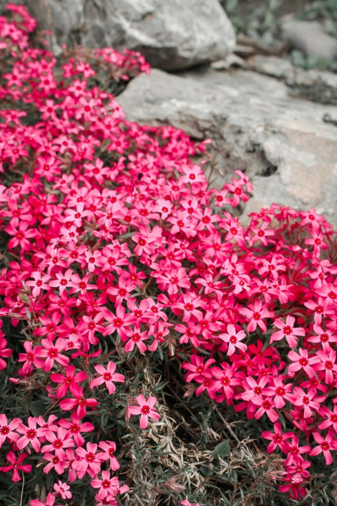 Creeping Phlox