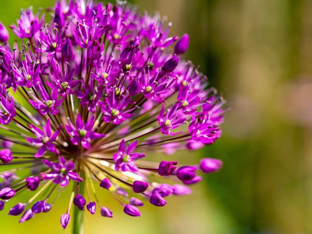Allium