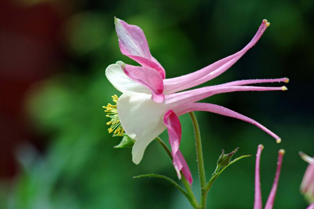 Columbine