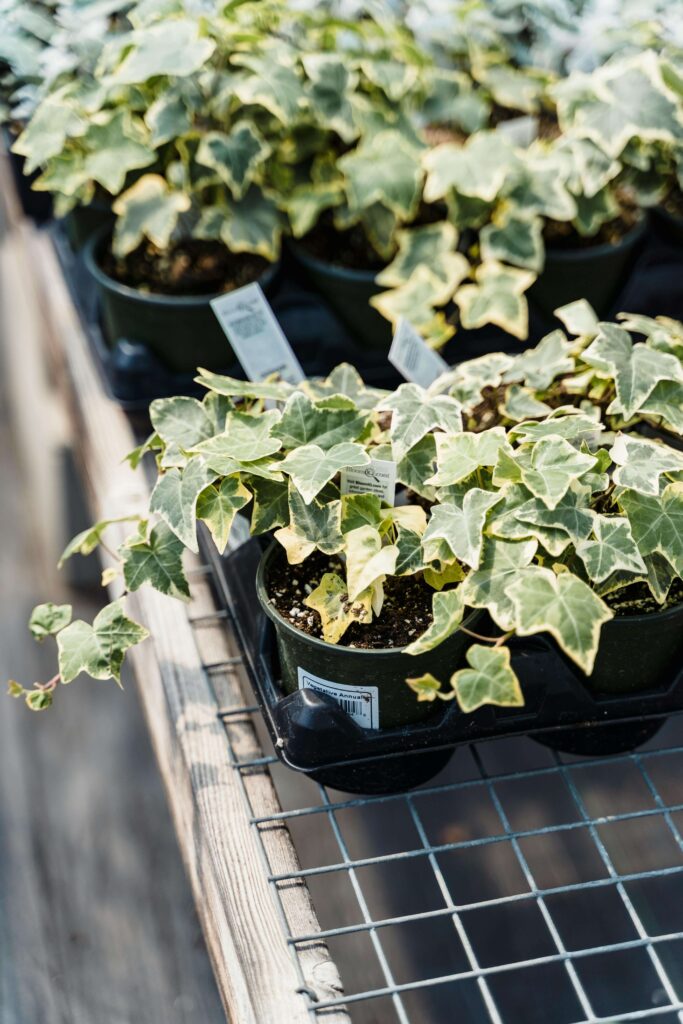 english ivy on the porch