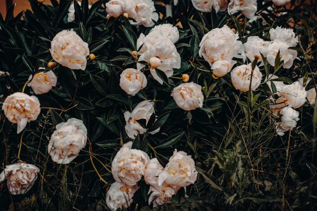 Peonies