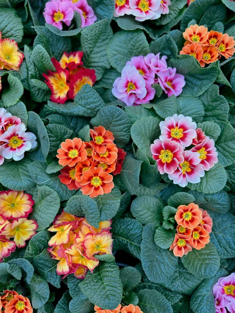 Primroses