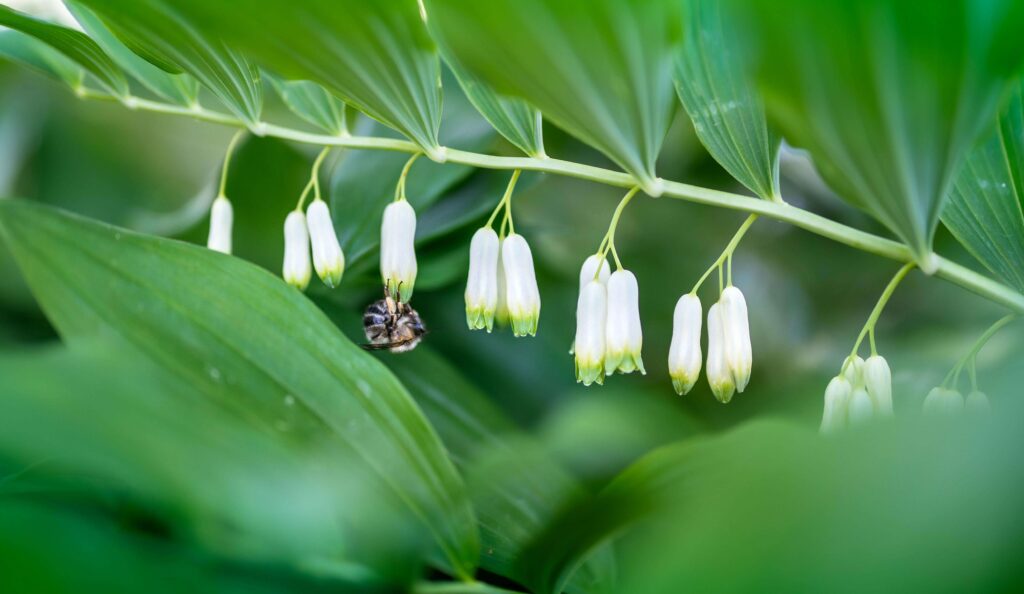 Solomon’s Seal