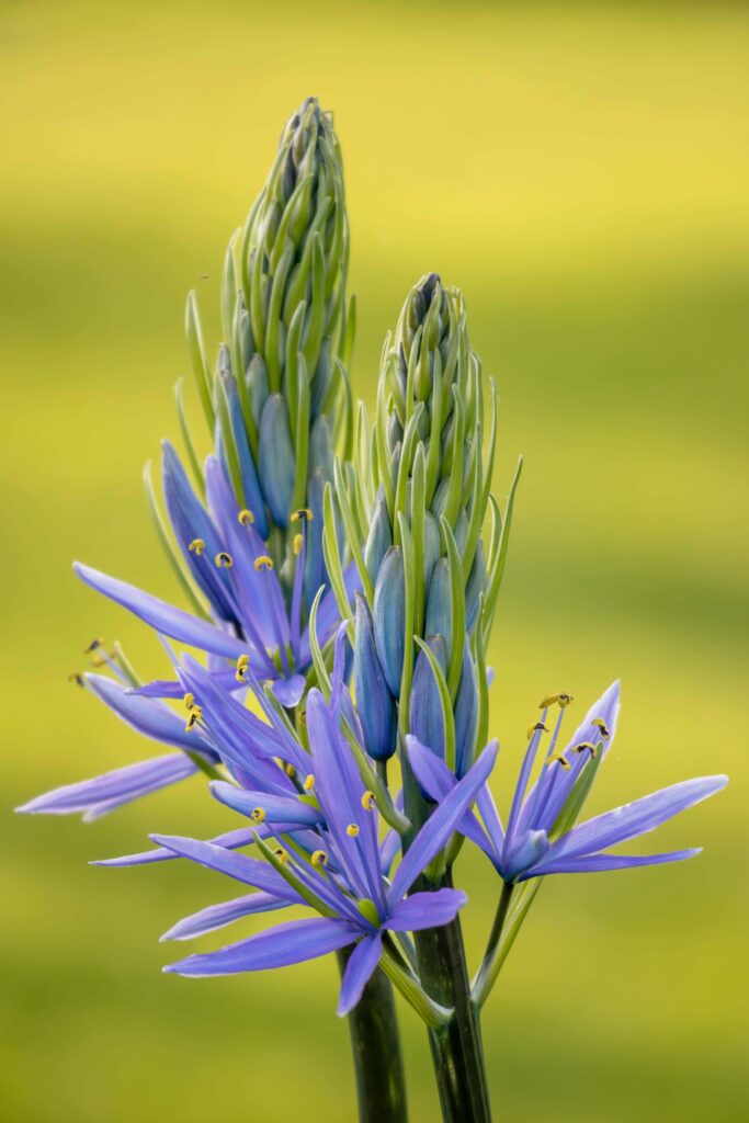 Camassia