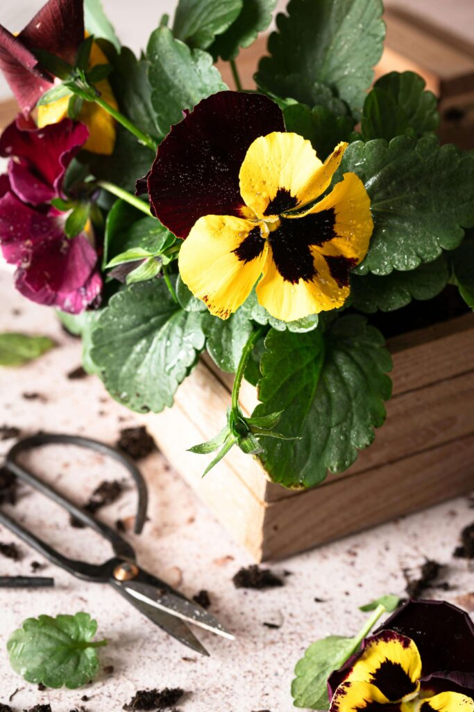 planter box