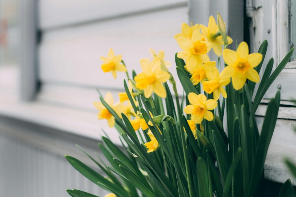 daffodil new england garden