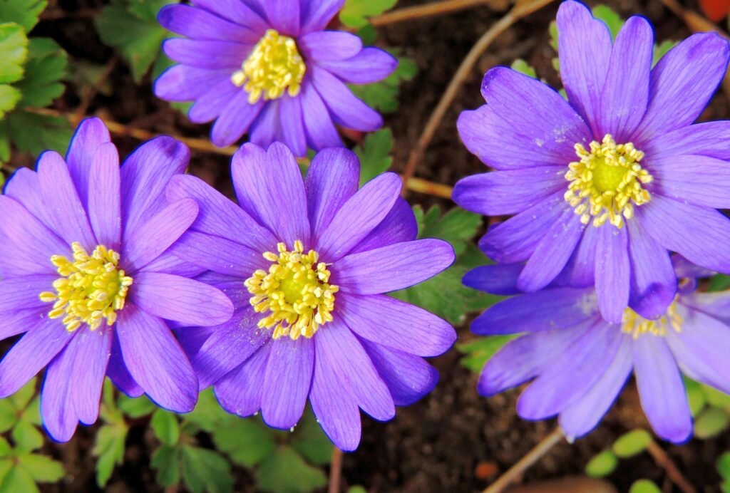 Anemone blanda
