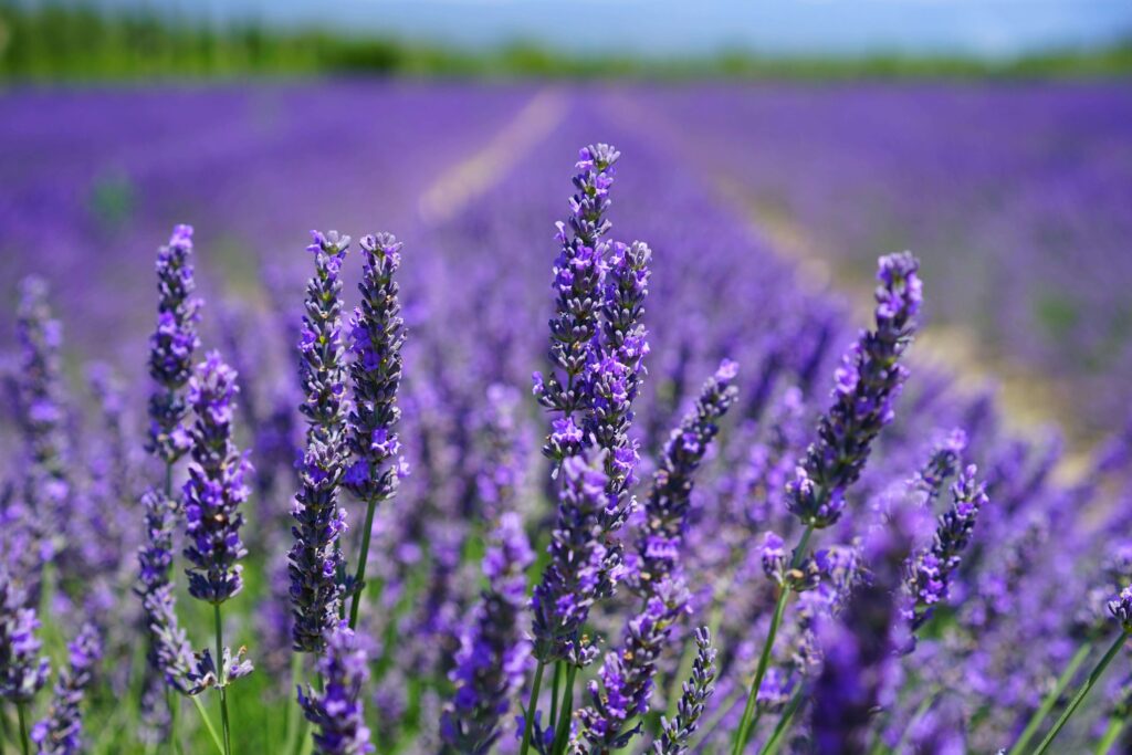 lavender new england