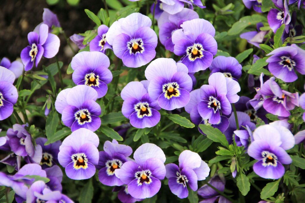pansies