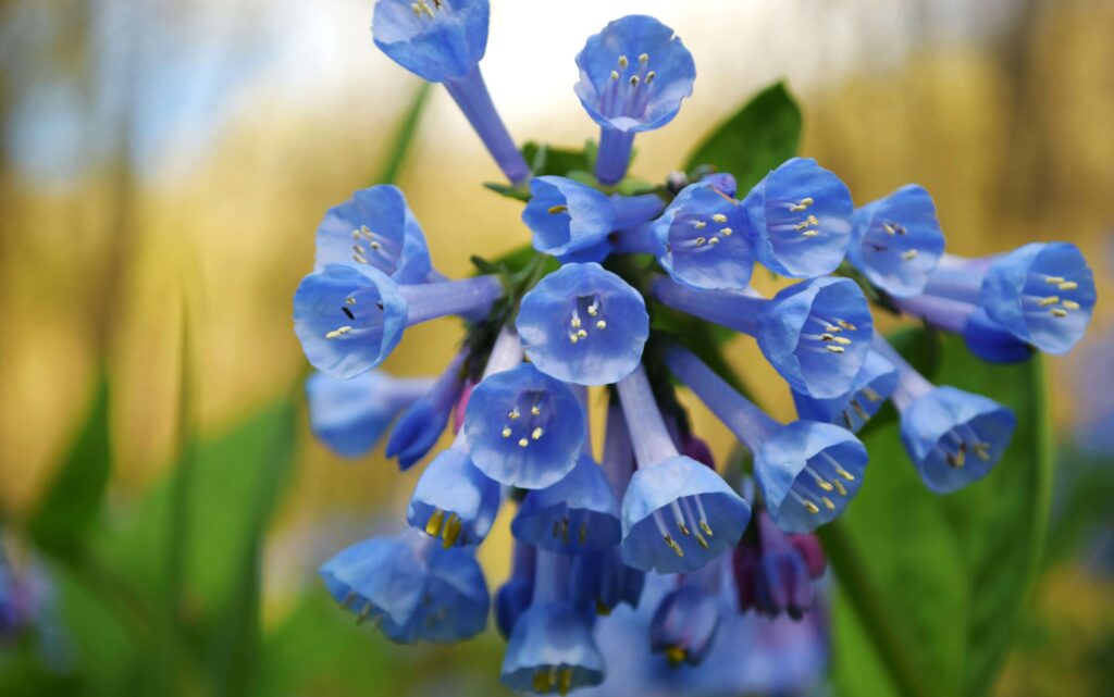 Virginia Bluebells