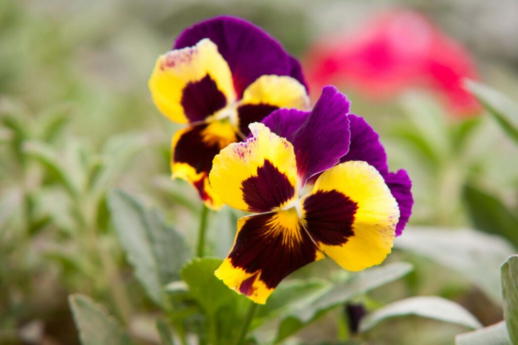 pansies on the porch new england