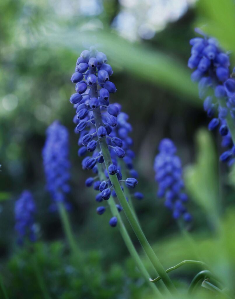 Grape Hyacinths