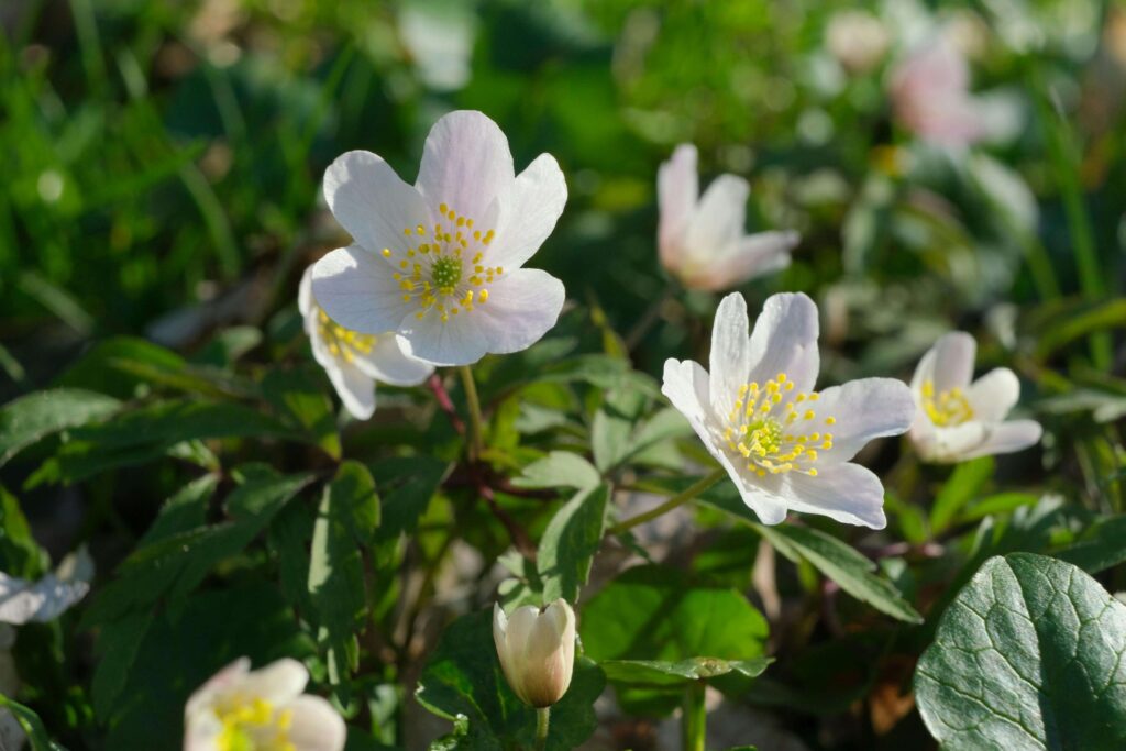 Wood Anemone