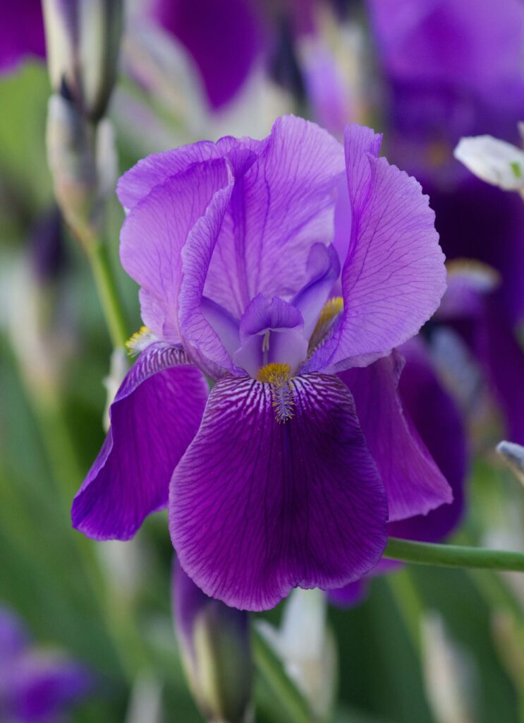 Iris