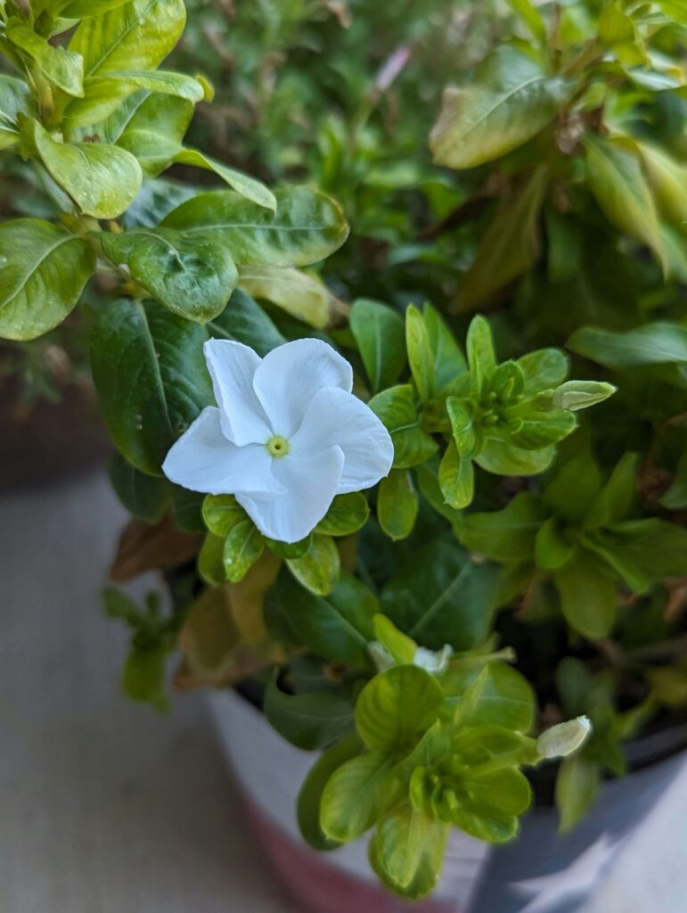 potting flowers new england